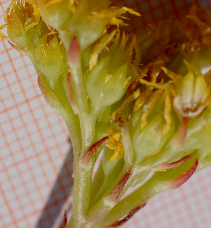 Petrosedum rupestre (=Sedum rupestre) / Borracina rupestre